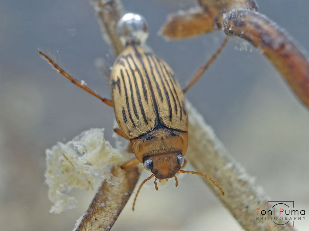 Dytiscidae: cfr. Scarodytes halensis